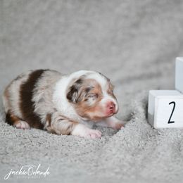 Boy 1 - Blue merle male Australian Shepherd puppy in Rochester, Massachusetts from Clover Creek Aussies