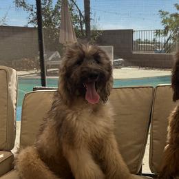 Afghan Hounds, Assorted Doodle Crosses, Aussiedoodles, Companion Crosses, Poodles, Yorkipoos, and Yorkshire Terriers from Teakwood Poodles of SoCal
