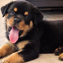 Boy 2 - Black and tan male Rottweiler puppy in San Antonio, Texas from Angel Rottweilers