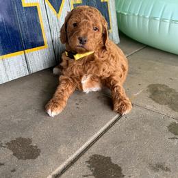 Peanut - Apricot female Goldendoodle puppy in Grand Rapids, Michigan from Deszy’s Goldendoodle Pups
