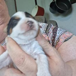 James - Parti male Yorkshire Terrier puppy in Jacksonville, Arkansas from Royal Yorkie Terrier