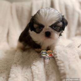 Cruz - Tricolor male Shih Tzu puppy in Walkertown, North Carolina from Lil’ Bit’s Shih Tzu
