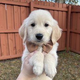 Peter - Golden Retriever puppy from Daisy Lynn Goldens