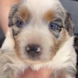 Meadow AKC Tailed - Blue merle female Australian Shepherd puppy in Inverness, Florida from Swamp Puppy Canine Kennel