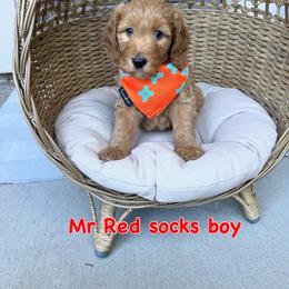 Mr Red Sox - Apricot male Goldendoodle puppy in Roseville, California from Roseville GoldenDoodles