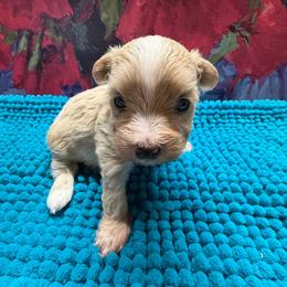 Tiara - Apricot female Maltipoo puppy in Lawrenceburg, Tennessee from LUV Poodles and Maltipoos