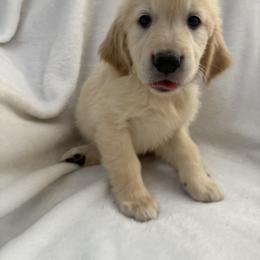 Girl 1 - female Golden Retriever puppy in Rancho Cucamonga, California from Sultan’s Goldens