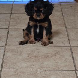 Buttercup - Black and tan male Cavalier King Charles Spaniel puppy in Springfield, Missouri from Caney Mountain Cavaliers LLC