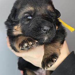 Yellow - Black and tan female German Shepherd puppy in Tony, Wisconsin from Muddy Acres German Shepherds