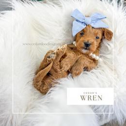 W R E N - Red  female Goldendoodle puppy in Cedar City, Utah from Cedar Doodles- Home of the Teddybear Goldendoodle
