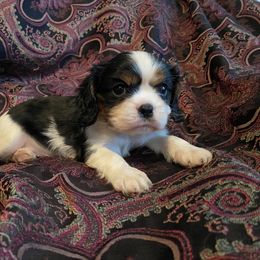 Cavalier King Charles Spaniel Puppies from Sunset Valley Cavaliers