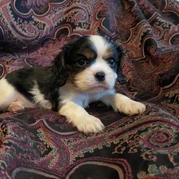Cavalier King Charles Spaniel Puppies from Sunset Valley Cavaliers