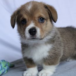Gus - Sable Pembroke Welsh Corgi puppy in Notasulga, Alabama from DandyLyons Corgis