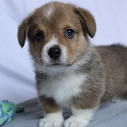 Gus - Sable Pembroke Welsh Corgi puppy in Notasulga, Alabama from DandyLyons Corgis