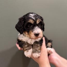Girl 3 - female Bernedoodle puppy in Anchorage, Alaska from Anchorage Bernedoodles