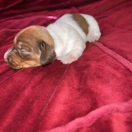 Dachshund Puppies from Camacho_Dachshunds
