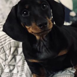 Dachshunds from Gracy's Dachshunds