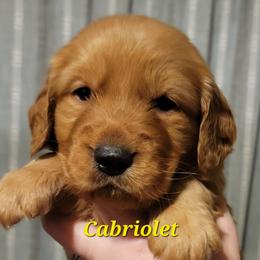 Cabriolet (Yellow Collar) - Dark golden male Golden Retriever puppy in Scurry, Texas from 07 Seven Oaks Goldens and Doodles
