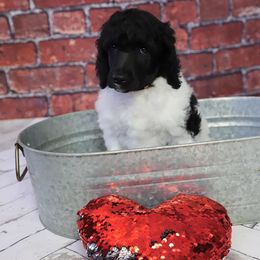 Poodle Puppies from Malone Standard Poodles