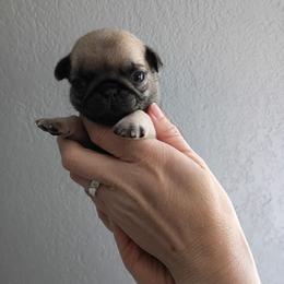 Scout - Fawn male Pug puppy in Glendale, Oregon from Azalea Pugs