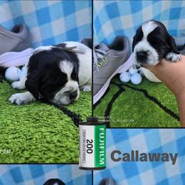 Callaway - Black and white male English Springer Spaniel puppy in Saginaw, Michigan from Kemerer Springers