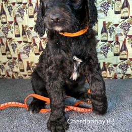 Chardonnay - Black female Goldendoodle puppy in Water Valley, Mississippi from Olympian Doodles