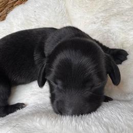 Paddy - Black male Dachshund puppy in Wallingford, Kentucky from Hensley Homestead Dachshunds