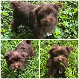 Zack - Chocolate and tan male Yorkshire Terrier puppy in Cleveland, Tennessee from Small Paws