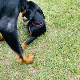 Doberman Pinscher Puppies from TeatreeDoberman