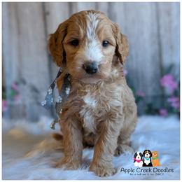 TURBO - Multigen Medium Goldendoodle - OFA-Genetics-Mircrochip-2 Year Warranty - Ready 11-7 - Apricot male Goldendoodle puppy in Jeddo, Michigan from Apple Creek Doodles