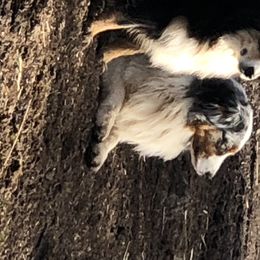 Rayne - Australian Shepherd