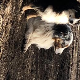 Rayne - Australian Shepherd