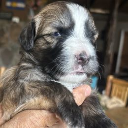 Whoodle Willow 2 weeks old - Wheaten female Whoodle puppy in Crawford, Colorado from Saddle Mountain Doodles