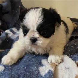 Girl 1 - Black and white female Shorkie puppy in White Pigeon, Michigan from Kathys Yorkie and Shih-tzu Cuties