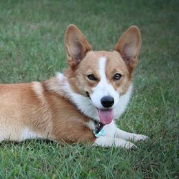 Ellie - Pembroke Welsh Corgi