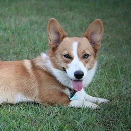 Ellie - Pembroke Welsh Corgi