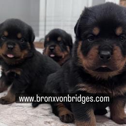 Boy 2 - Black and tan male Rottweiler puppy in Danieslville, Georgia from Bronx Von Bridges Rottweilers