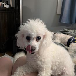 JiJi - Bichon Frise