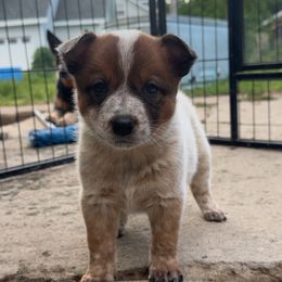 Hersheys - Red mottled female Australian Cattle Dog puppy in Oberlin, Kansas from Hangin R Kennels