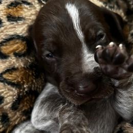 Dachshunds, French Bulldogs, and German Shorthaired Pointers from 3P Kennels