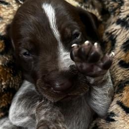Dachshunds, French Bulldogs, and German Shorthaired Pointers from 3P Kennels