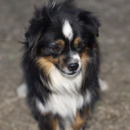 Draco - Toy Australian Shepherd