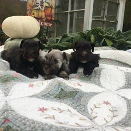 Miniature Schnauzer and Whippet Puppies from Saving Grace