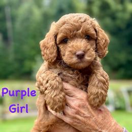 Purple Girl - Red  female Goldendoodle puppy in Kitsap County, Washington from Amazing Grace Doodles