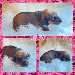JULES - Sable female Dachshund puppy in Purdy, Missouri from Luxe Dynasty