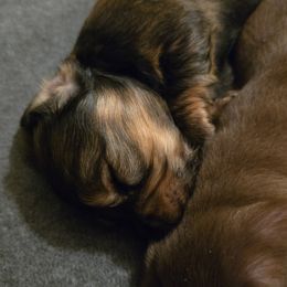 Dachshund Puppies from Tumbleweed Dachshunds