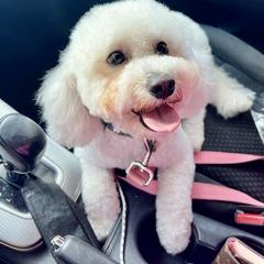 Bernedoodle, Double Doodle, and Goldendoodle Puppies from Pia’s Doodle Poodle Wag