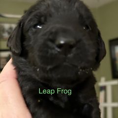 Boy 2 - Black Flat-Coated Retriever puppy in Pennsylvania from Iconic Flat Coated Retrievers