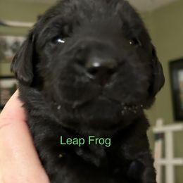 Boy 2 - Black Flat-Coated Retriever puppy in Pennsylvania from Iconic Flat Coated Retrievers