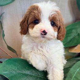 Daisy - Blenheim female Cavapoo puppy in Preston, Idaho from Rocking JH Pup Co